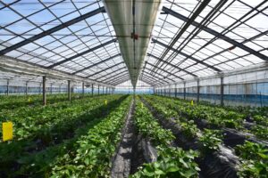 ビニールハウス内部畑を一望